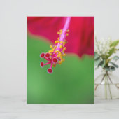 Hibiskus (Stehend Vorderseite)