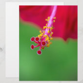 Hibiskus (Vorne/Hinten)