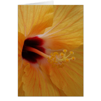 Hibiskus61