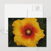 Hibiskus 18 postkarte (Vorne/Hinten)