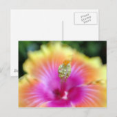 Hibiskus 19 postkarte (Vorne/Hinten)