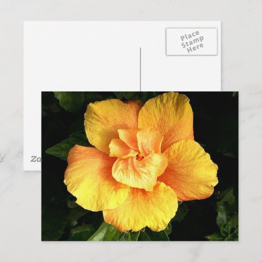Hibiskus 28 postkarte (Vorne/Hinten)