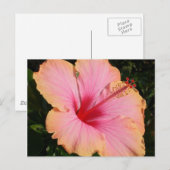Hibiskus 5 postkarte (Vorne/Hinten)