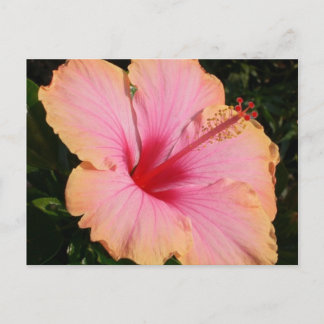 Hibiskus 5 postkarte