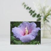 Hibiskus 8 postkarte (Stehend Vorderseite)