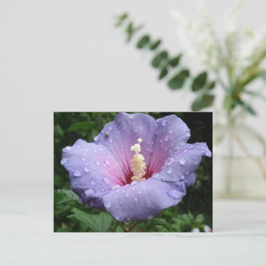 Hibiskus 8 postkarte (Stehend Vorderseite)