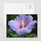 Hibiskus 8 postkarte (Vorne/Hinten)