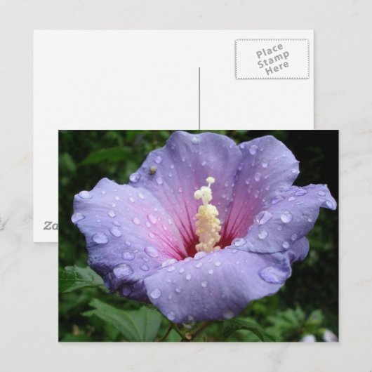 Hibiskus 8 postkarte (Vorne/Hinten)