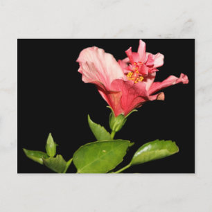 Hibiskus bei Nacht Postkarte