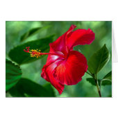 Hibiskus Blossom (Vorderseite (Horizontal))
