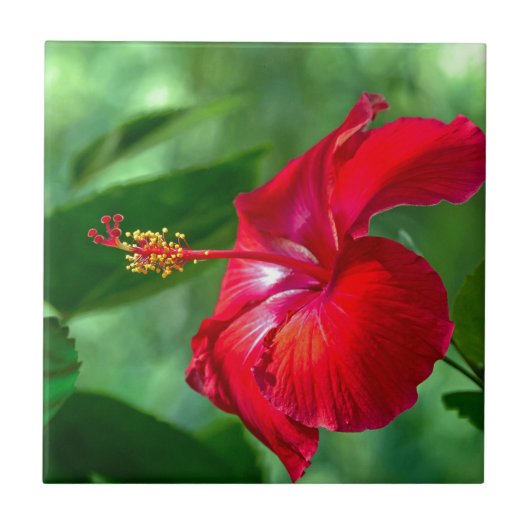 Hibiskus Blossom Fliese (Vorderseite)