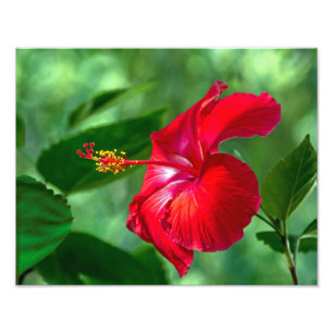 Hibiskus Blossom Fotodruck