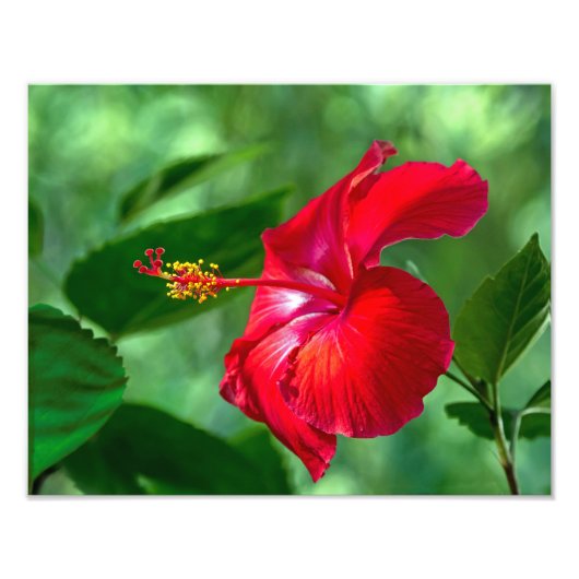 Hibiskus Blossom Fotodruck (Vorne)