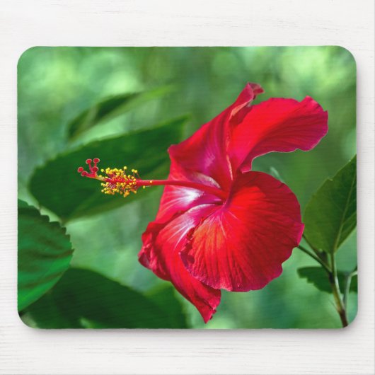 Hibiskus Blossom Mousepad (Vorne)