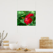 Hibiskus Blossom Poster (Küche)