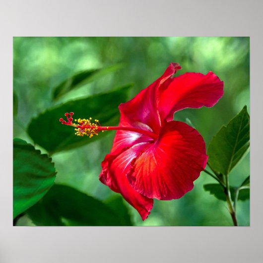 Hibiskus Blossom Poster (Vorne)