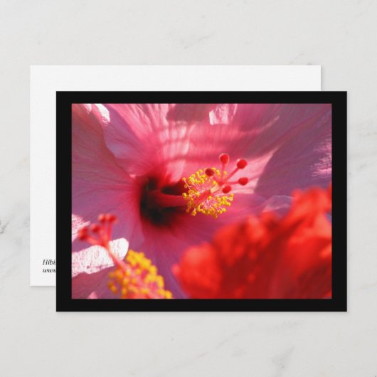 Hibiskus blüht postkarte (Vorne/Hinten)