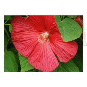 Hibiskus Blume Bright Magenta