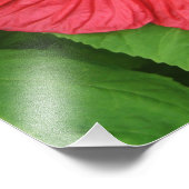 Hibiskus Blume Bright Magenta Fotodruck (Ecke)