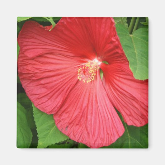 Hibiskus Blume Bright Magenta Magnet (Vorne)