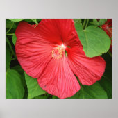 Hibiskus Blume Bright Magenta Poster (Vorne)