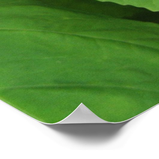 Hibiskus Blume Bright Magenta Poster (Ecke)