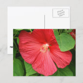 Hibiskus Blume Bright Magenta Postkarte (Vorne/Hinten)