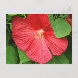 Hibiskus Blume Bright Magenta Postkarte