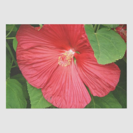 Hibiskus Blume Bright Magenta Seidenpapier (Vorderseite)
