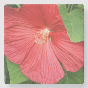Hibiskus Blume Bright Magenta Steinuntersetzer
