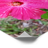 Hibiskus Blume, Fotografie, Fuchsia Hibiskus NYC Poster (Ecke)