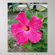 Hibiskus Blume, Fotografie, Fuchsia Hibiskus NYC