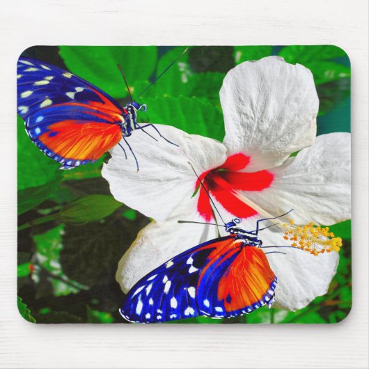 Hibiskus Blume mit 2 Tiger Langschwingende Schmett Mousepad (Vorne)