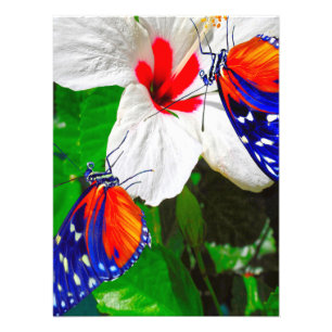 Hibiskus Blume mit Tiger Langschwingengedicht Fotodruck