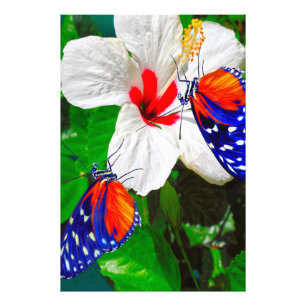 Hibiskus Blume mit Tiger Langschwingengedicht Fotodruck
