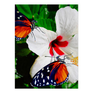 Hibiskus Blume mit Tiger Langschwingengedicht Poster