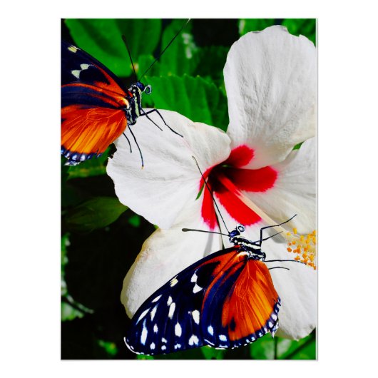 Hibiskus Blume mit Tiger Langschwingengedicht Poster (Vorderseite)
