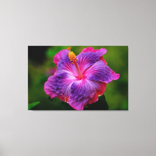 Hibiskus Blume Stretch Canvas Print Leinwanddruck (Vorderseite)