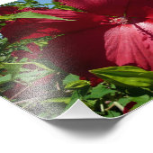 Hibiskus Blume und Blue Sky Fotodruck (Ecke)