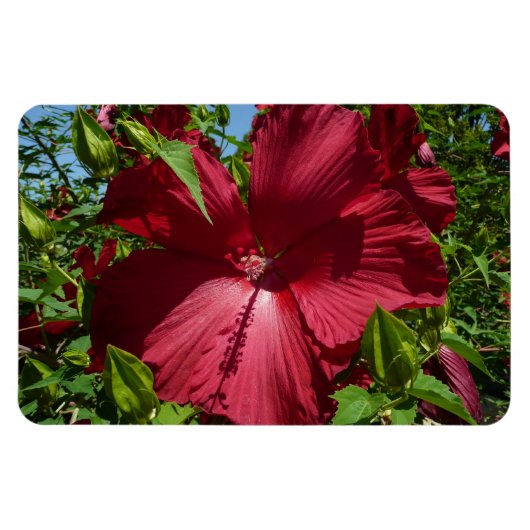 Hibiskus Blume und Blue Sky Magnet (Horizontal)