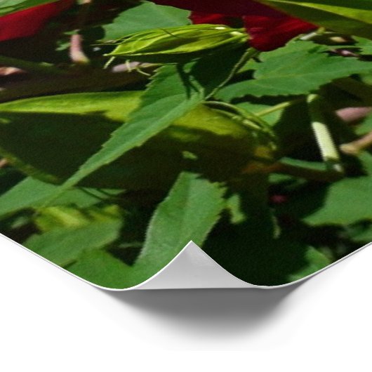 Hibiskus Blume und Blue Sky Poster (Ecke)