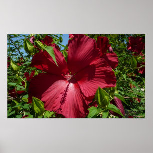 Hibiskus Blume und Blue Sky Poster