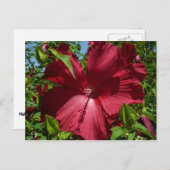 Hibiskus Blume und Blue Sky Postkarte (Vorne/Hinten)