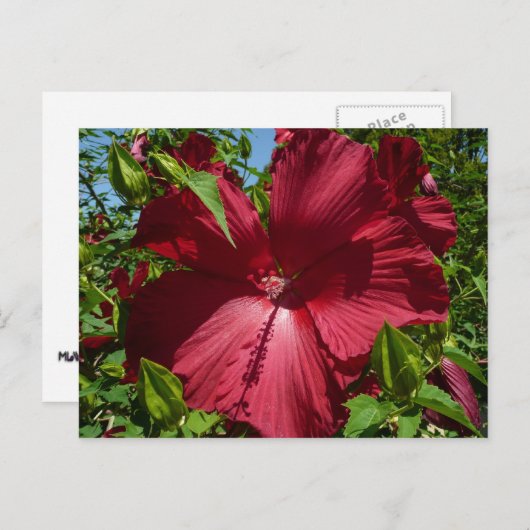 Hibiskus Blume und Blue Sky Postkarte (Vorne/Hinten)