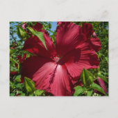 Hibiskus Blume und Blue Sky Postkarte (Vorderseite)
