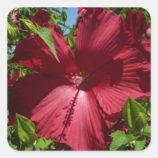 Hibiskus Blume und Blue Sky Quadratischer Aufkleber (Vorderseite)