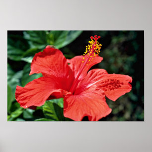 Hibiskus-Blumen Poster