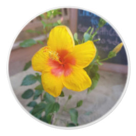 Hibiskus-Blumen-Schubladengriff - Originalfotograf Keramikknauf