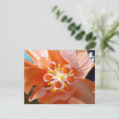 Hibiskus Botanische Blume Schließen Fotografisch Postkarte (Stehend Vorderseite)