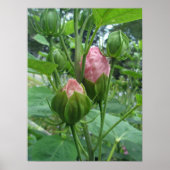 Hibiskus Buds Poster (Vorne)